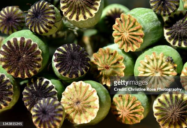 poppy seed heads - poppy seed stock pictures, royalty-free photos & images
