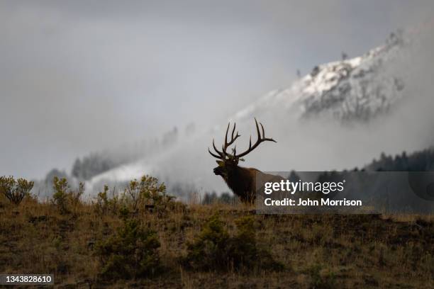 elk bull bugling toward his cow herd to keep them close - caribu veado vermelho imagens e fotografias de stock