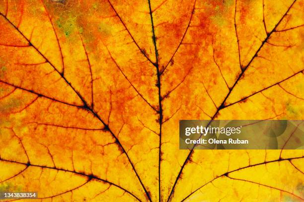 autumn yellow-red leaf. - september imagens e fotografias de stock