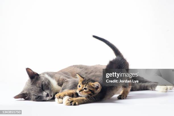 kitty has a stretch after waking up beside mother - animal family ストックフォトと画像