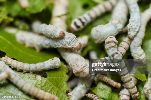 close-up of silk caterpillars feeding on green mulberry leaves - larva imagens e fotografias de stock