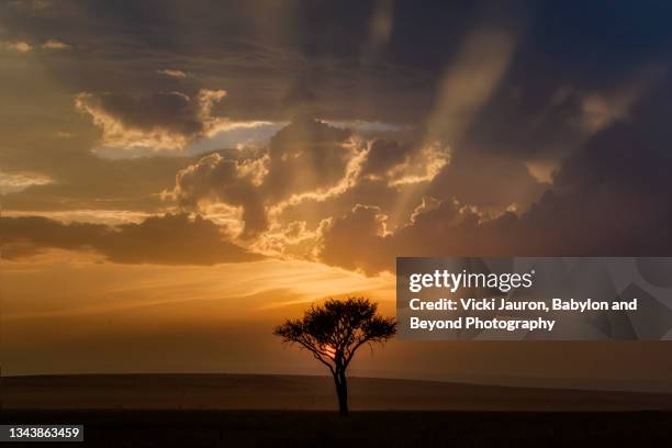 dramatic vertical sunset and single tree at maasai mara, kenya - narok fotografías e imágenes de stock