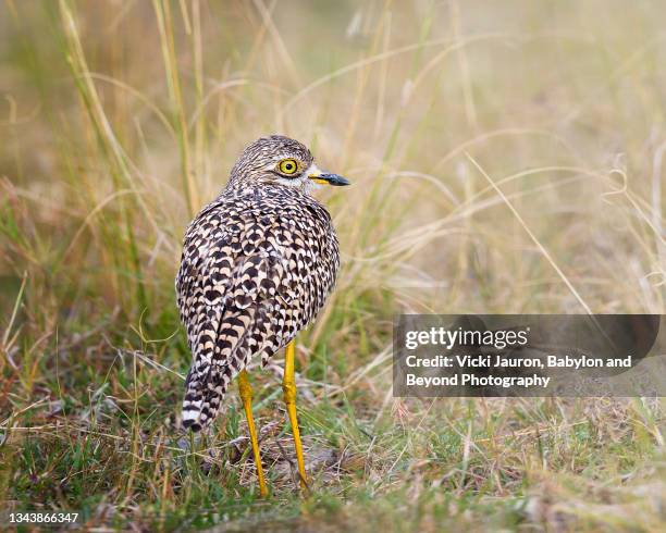 cute little spotted thick knee bird in grass at maasai mara, kenya - spotted thick knee stock pictures, royalty-free photos & images