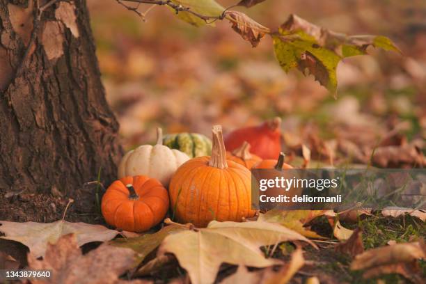 pumpkins on the ground - pumpkin patch stock pictures, royalty-free photos & images