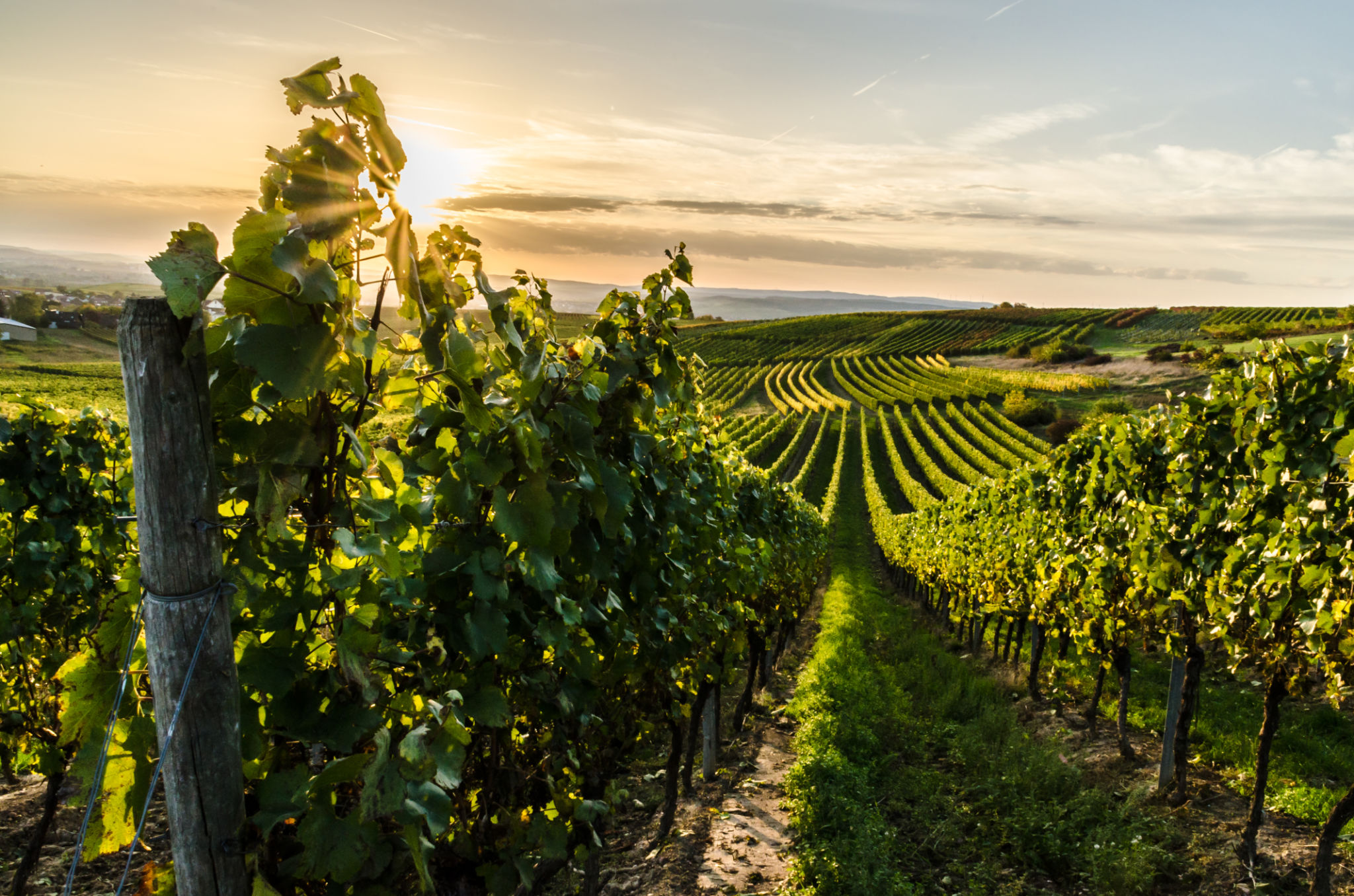 german agriculture