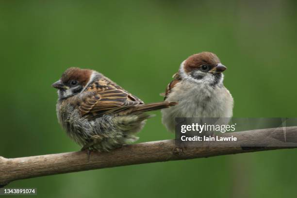 tree sparrow - moineau photos et images de collection