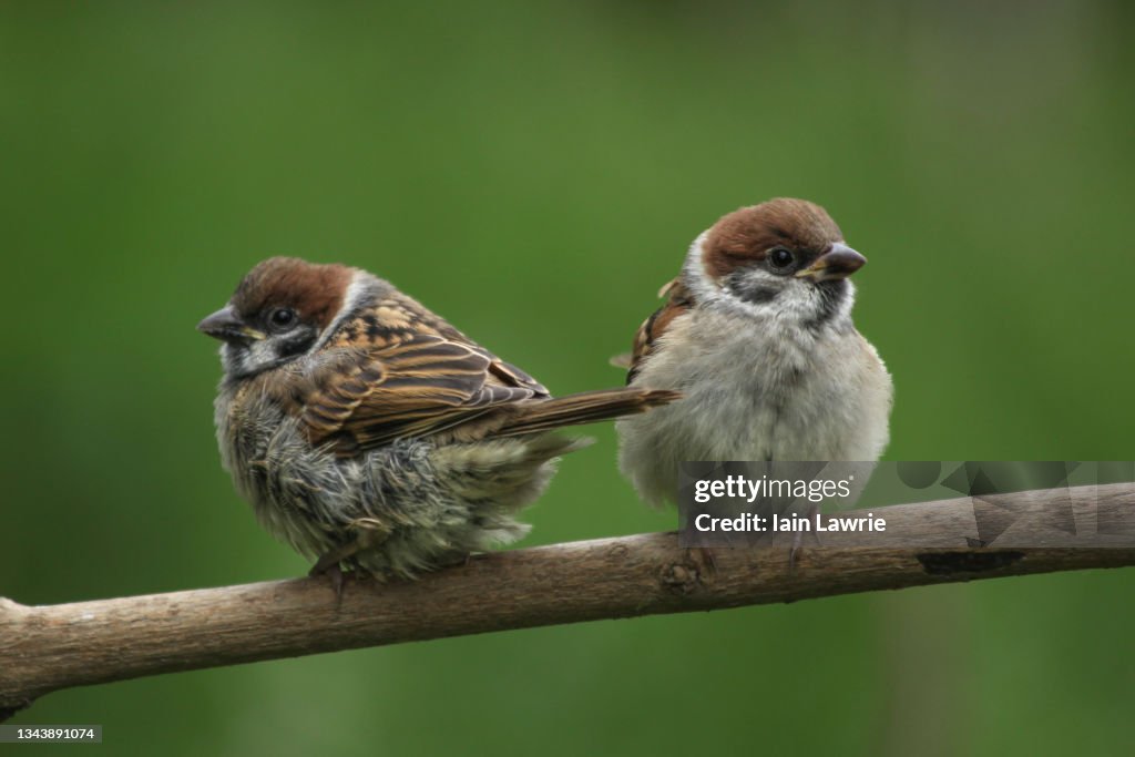 Tree Sparrow