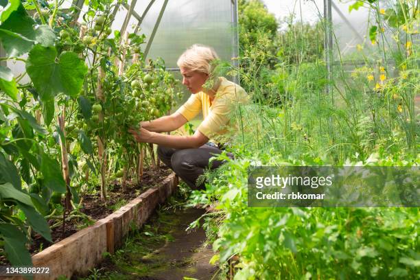 woman horticulturist working in farm glasshouse, harvesting fresh green tomatoes - harvesting herbs stock pictures, royalty-free photos & images