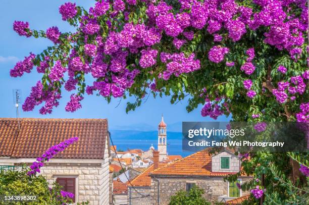 blooming bougainvillea, sutivan, brac island, split-dalmatia, croatia - split stock-fotos und bilder