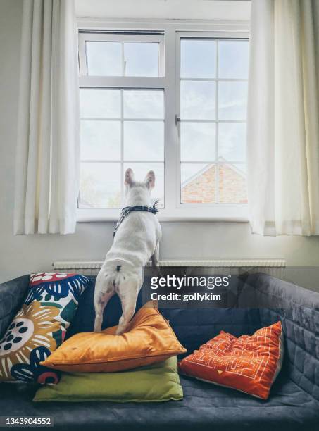 rückansicht der französischen bulldogge, die auf einem sofa steht und aus dem fenster schaut - nosey neighbor stock-fotos und bilder