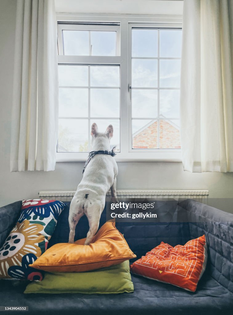 Rear view of French Bulldog standing on a sofa looking out the window