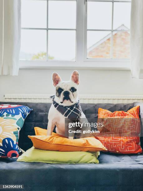 french bulldog sitting on sofa - cushion imagens e fotografias de stock
