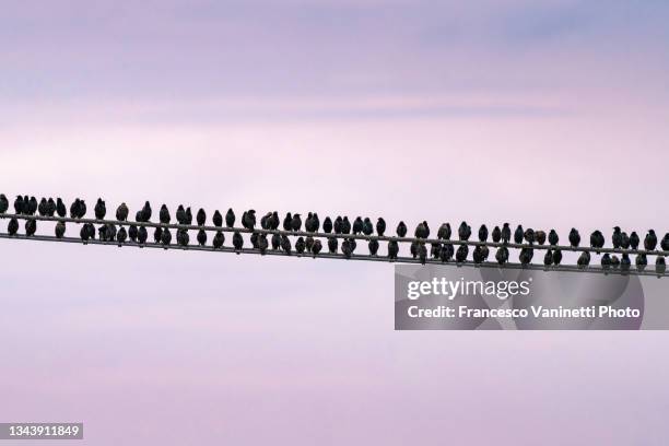 common starlings in row at sunset, ready to take flight. - star sky stock-fotos und bilder