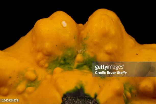 multi-colored gourd - ugly pumpkins stock-fotos und bilder