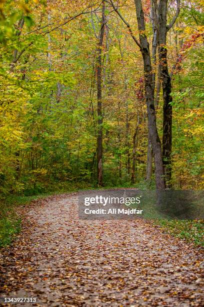 fall scene in woods - rural ohio stock pictures, royalty-free photos & images