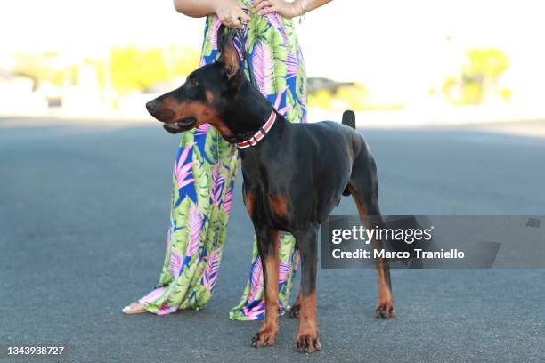 doberman pincer - dobermann stock-fotos und bilder