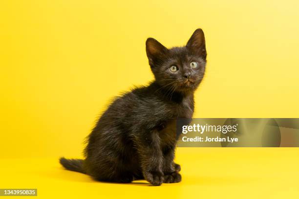 black cat sitting on yellow background - black cat stock pictures, royalty-free photos & images