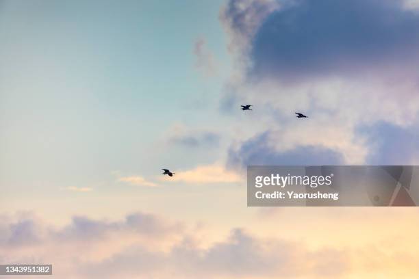 three birds flying in the sunset sky - vogelschwarm stock-fotos und bilder
