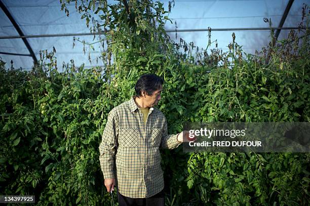 Japan's Asafumi Yamashita, who owns a vegetable garden and table d'hotes, poses on November 16, 2011 in Chapet, outside Paris, in a greenhouse of his...