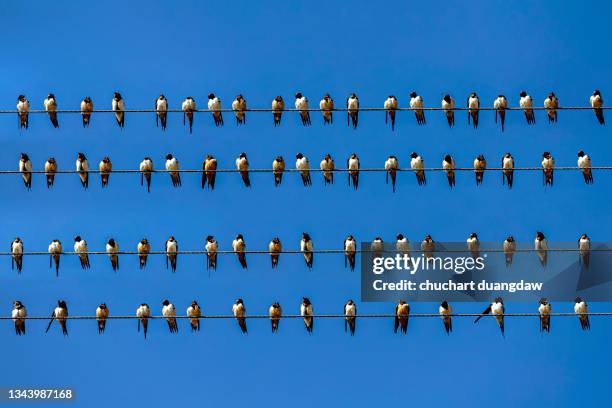 bird, a flock of swallows perch on four power line and sky background - flock of birds stock pictures, royalty-free photos & images