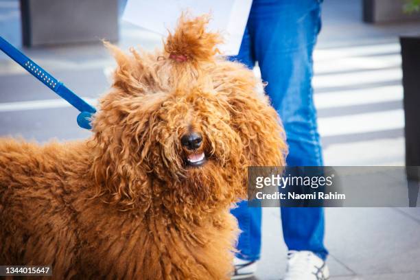 portrait of a happy dog with long, curly, brown shaggy fur, hair tied back from face - happy lady walking dog stockfoto's en -beelden