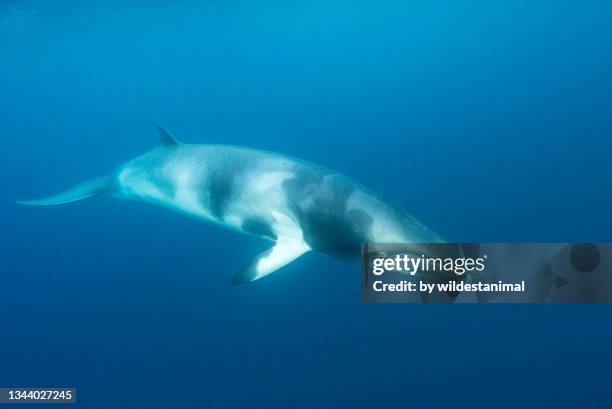 dwarf minke whale near the surface, ribbon reefs area, north queensland, australia. - minke whale stock pictures, royalty-free photos & images