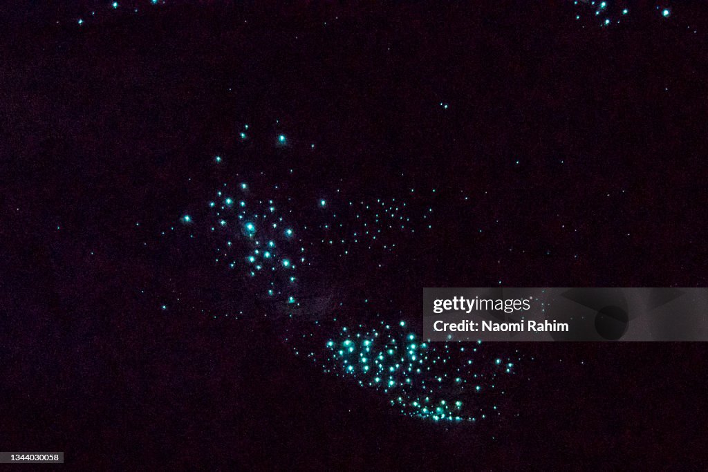 Cluster of Glowworms glowing in a dark cave