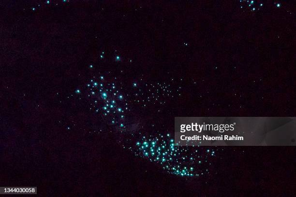 cluster of glowworms glowing in a dark cave - glowworm stock pictures, royalty-free photos & images