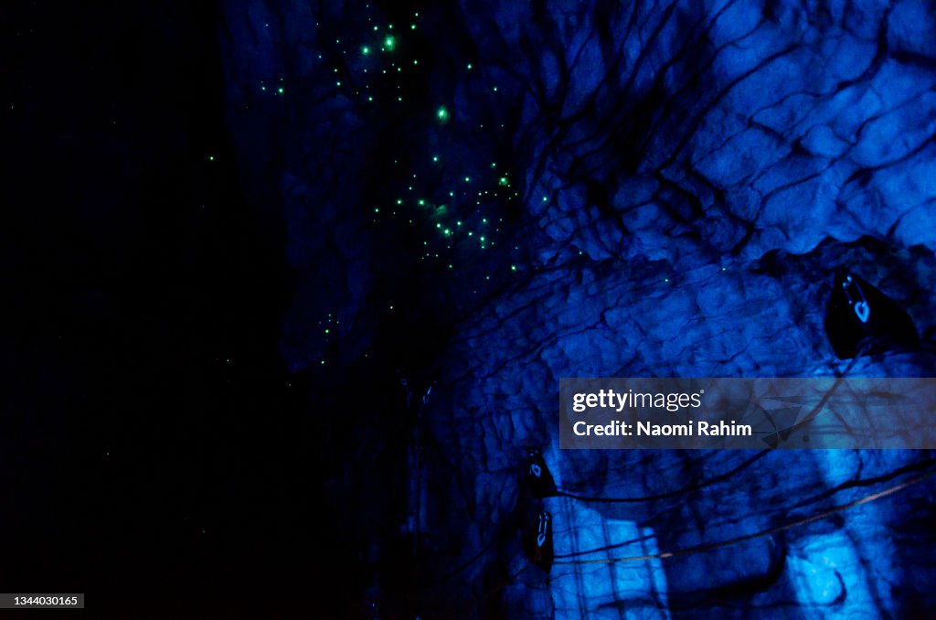 New Zealand Glowworms glowing in a blue illuminated cave