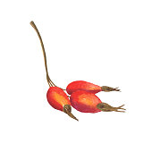 Rose hip berry on branch isolated on white background. Watercolor hand drawing illustration. Perfect for food design, print, menu decoration.