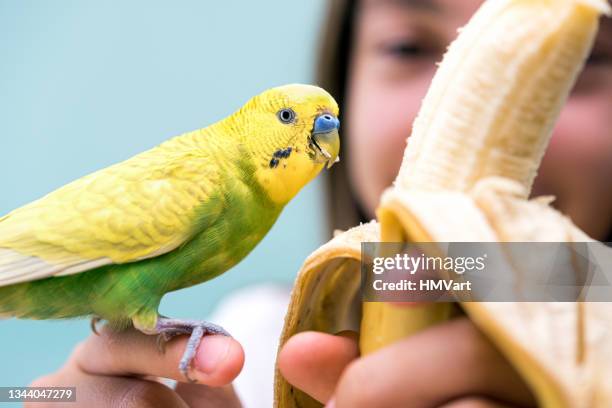 cute yellow and green budgie enjoy eating banana from girl hands - pets eating stock pictures, royalty-free photos & images