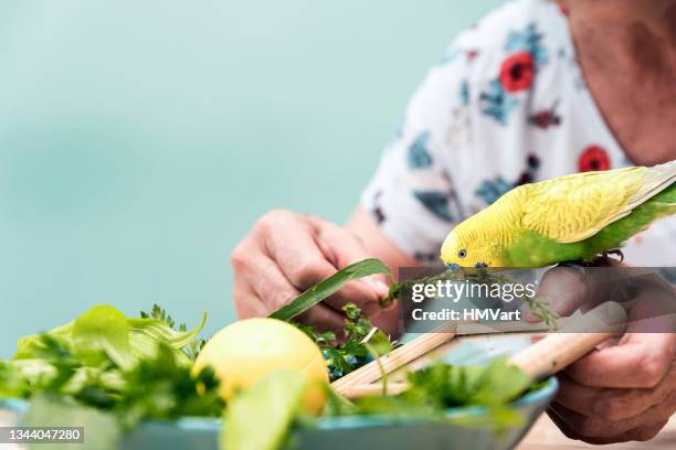 senior woman feeding cute little budgie - budgerigar stock pictures, royalty-free photos & images