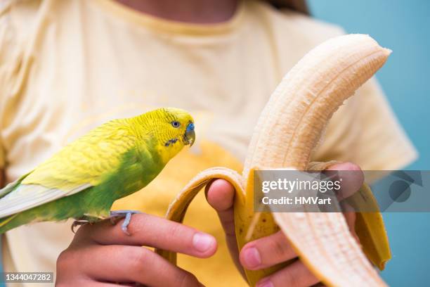 cute yellow and green budgie enjoy eating banana from girl hands - budgerigar stock pictures, royalty-free photos & images