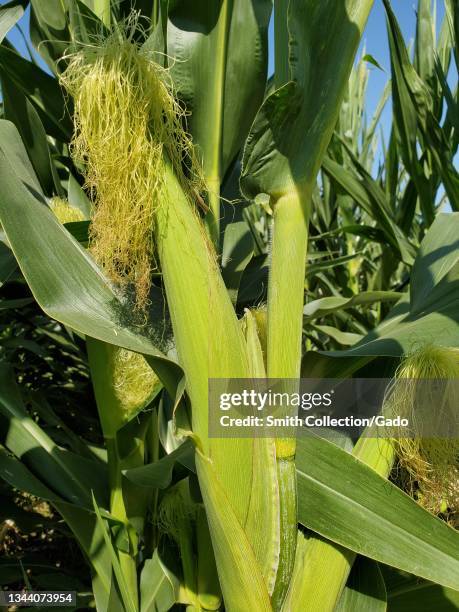 Close-up of an ear of corn growing on a stalk in a farm field in Brentwood, California, September 26, 2021.