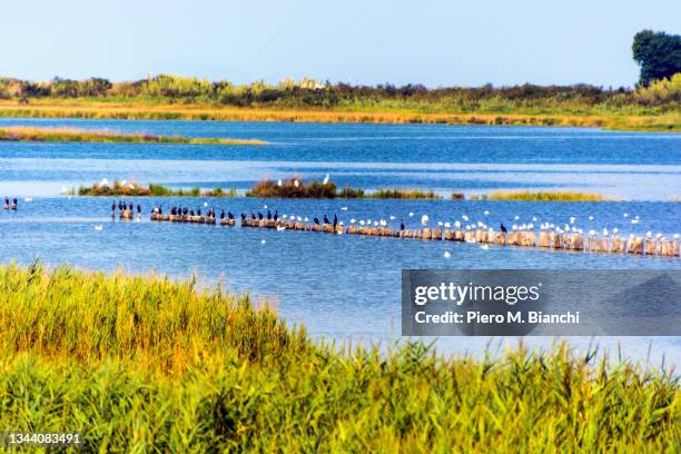 Poto Rive 2 732 Po River Stock Photos, High-Res Pictures, and Images - Getty Images