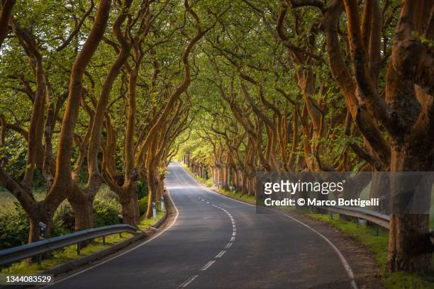 road among lined laurel trees - isla terceira fotografías e imágenes de stock