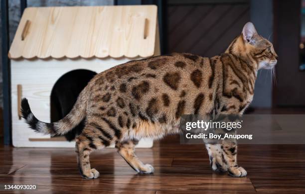 side view of bengal cat while living in human house as pet. bengals take their name from the asian leopard cat’s scientific name, felis bengalensis. - brown spotted bengal stock pictures, royalty-free photos & images