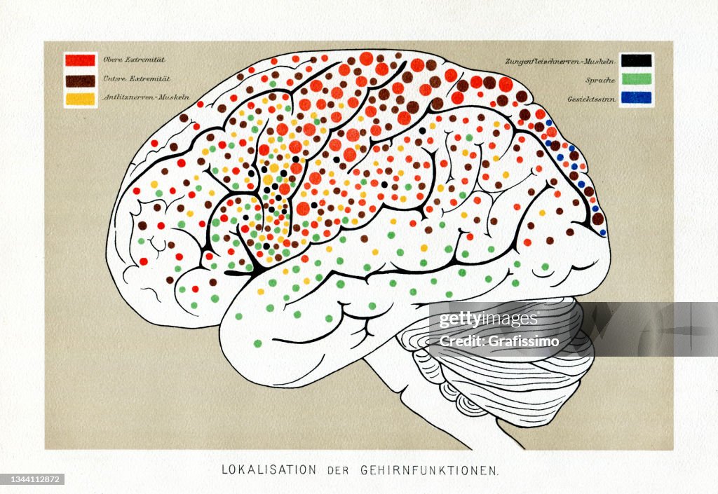 Human brain activity anatomy drawing 1886