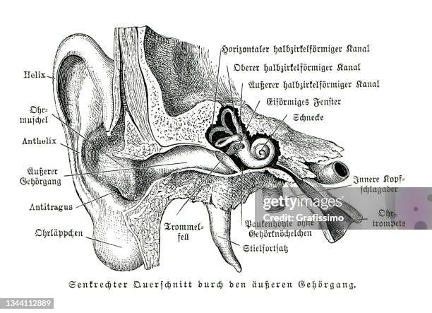 inner and middle ear human anatomy drawing cross section 1896 - cochlea stock illustrations