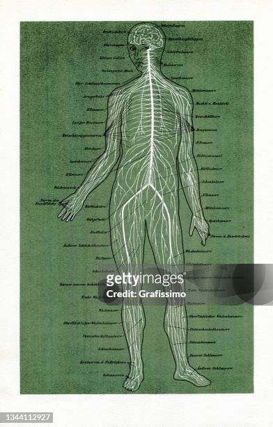 stockillustraties, clipart, cartoons en iconen met human spinal cord nerves anatomy drawing 1886 - human skeletal system