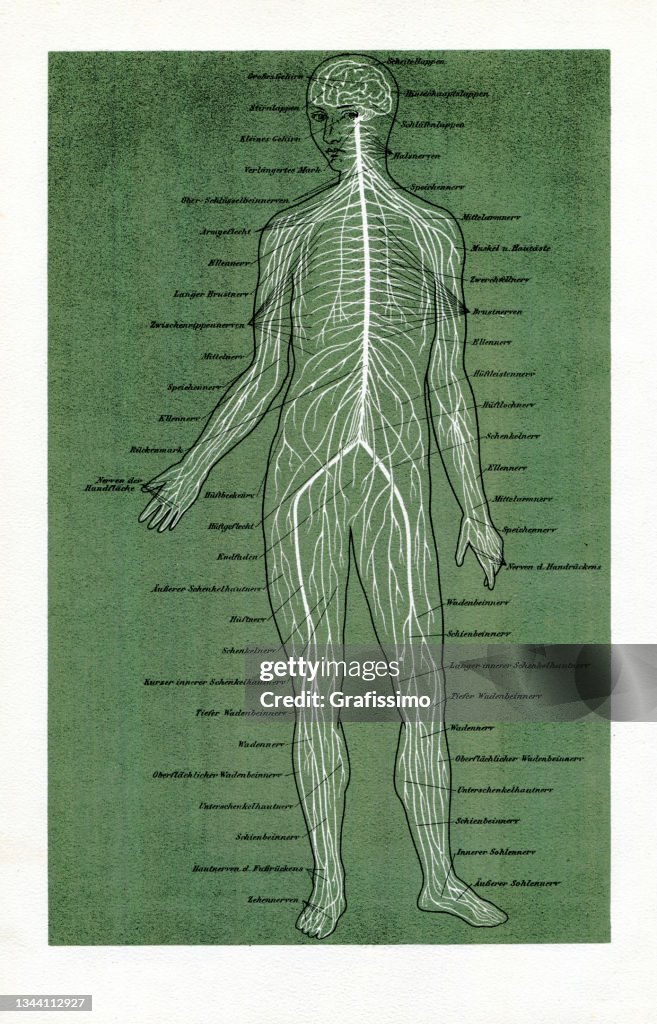 Nerves Rwal Real Spinal Cord With Nerves