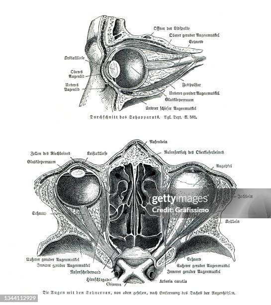 ilustrações, clipart, desenhos animados e ícones de desenho de anatomia da seção cruzada dos olhos humanos 1886 - nervo ótico