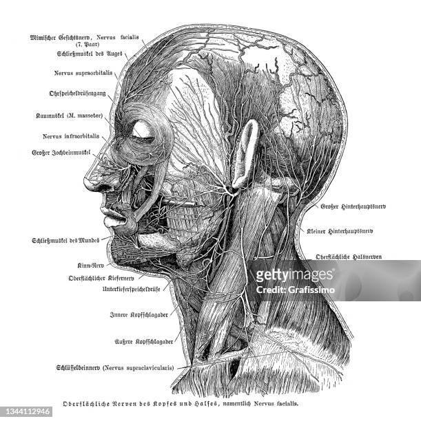 human facial nerve system anatomy drawing 1886 - human skeletal system stock illustrations