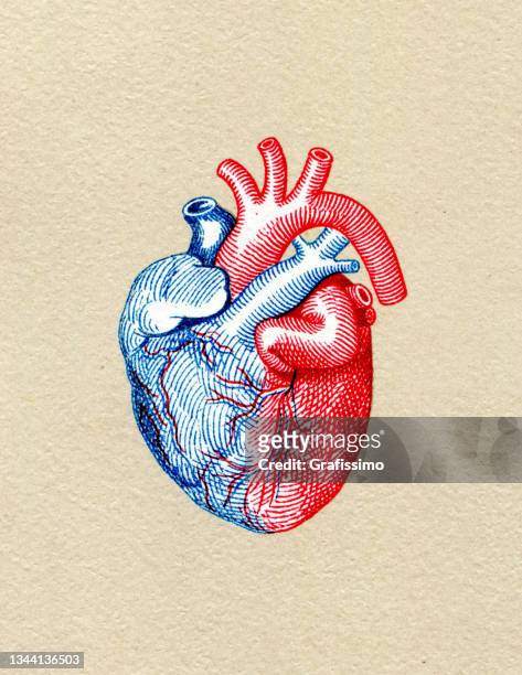 human heart anatomy drawing 1886 - anatomical valve stock illustrations