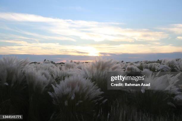 sunsetting over the catkin flowers grove - weidenkätzchen stock-fotos und bilder