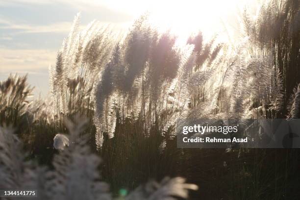 catkin flowers blossom - bangladesh culture stock pictures, royalty-free photos & images