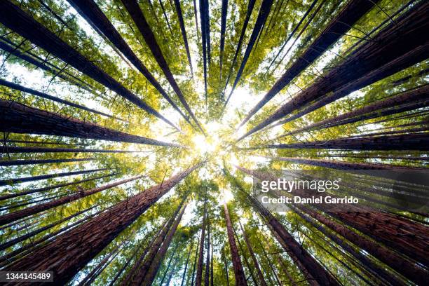redwoods, backgrounds - wald sonnenstrahlen stock-fotos und bilder