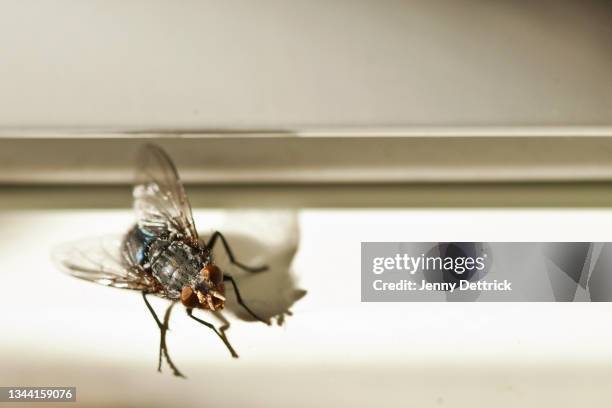 housefly - tvåvingar bildbanksfoton och bilder