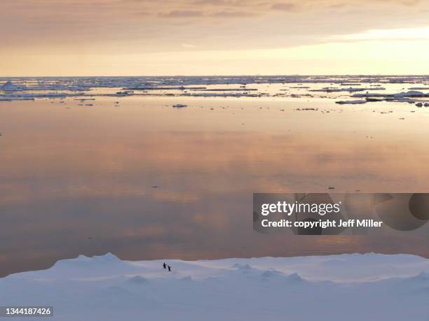 two adélie penguins (pygoscelis adeliae) approach the edge of an iceberg at sunset, southern ocean, antarctica. - antarctica sunset stock pictures, royalty-free photos & images