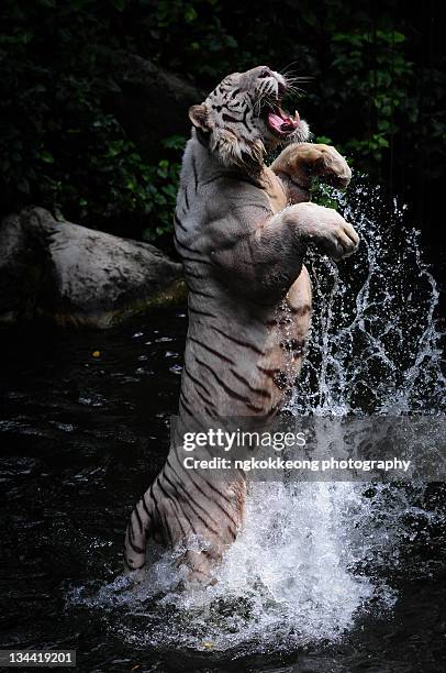 white tiger leaping out of water - white tiger stock pictures, royalty-free photos & images